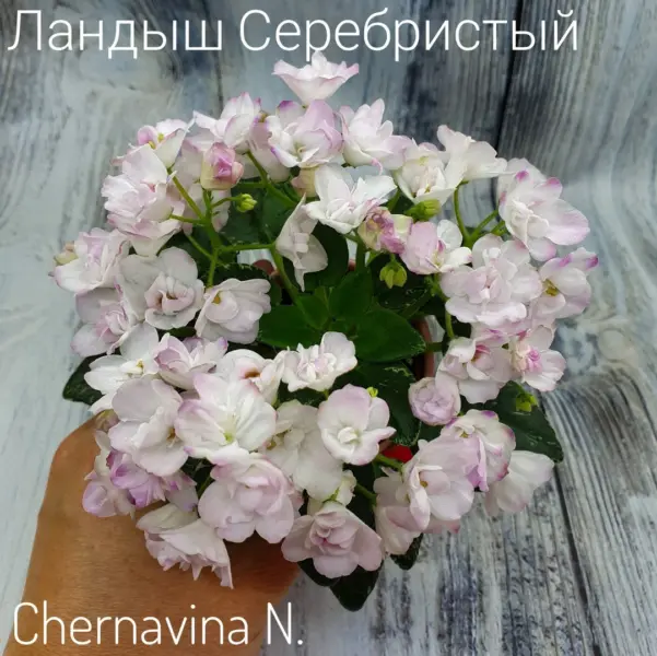 landysh-serebristyy-4-316861