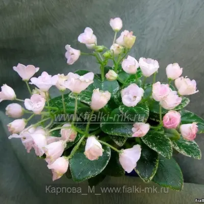 landysh-serebristyy-7-316861