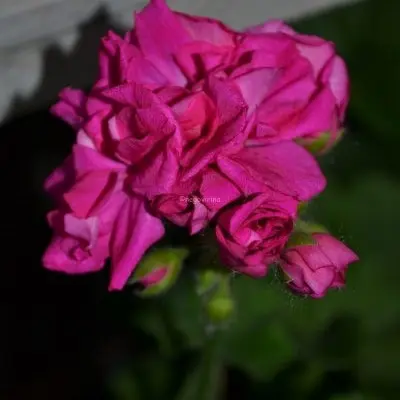 lara-delayt-1-341117