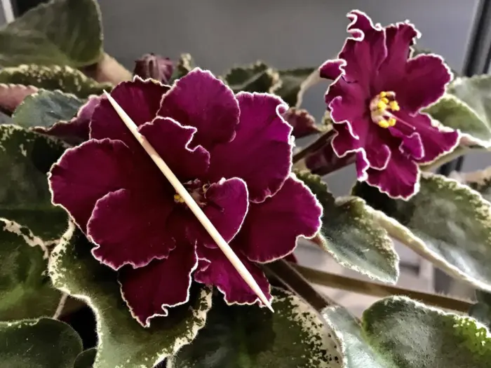 le-beatrisa-3-325811