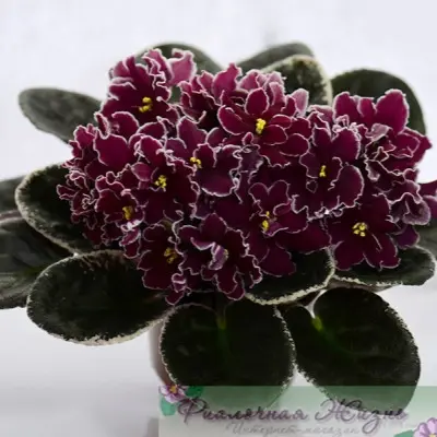 le-beatrisa-5-325811