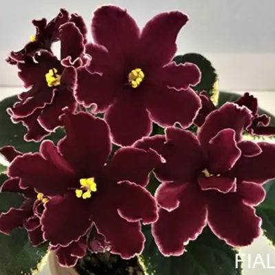 le-beatrisa-8-325811