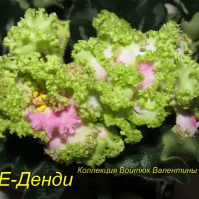 le-dendi-9-318745
