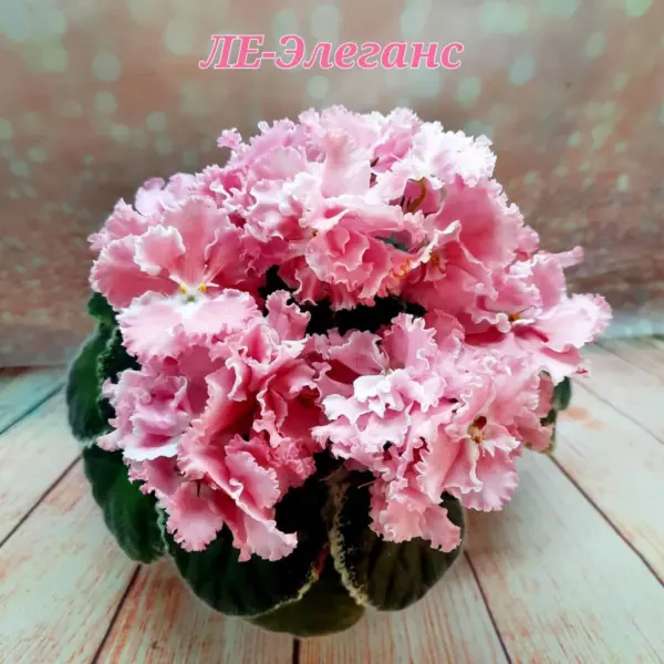 le-elegans-2-314503
