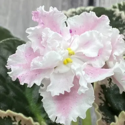 le-elegans-8-314503