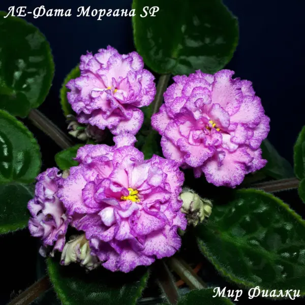 le-fata-morgana-3-314113