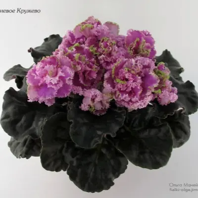 le-fuksievoe-kruzhevo-5-318593