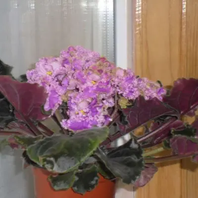 le-fuksievoe-kruzhevo-9-318593