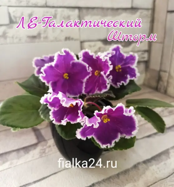 le-galakticheskiy-shtorm-3-328829