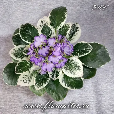 le-galateya-9-321789
