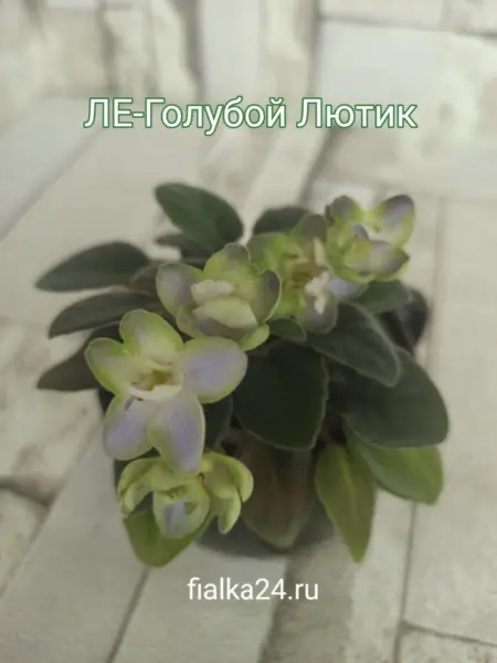 le-goluboy-lyutik-4-314191