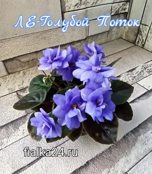 le-goluboy-potok-5-322256