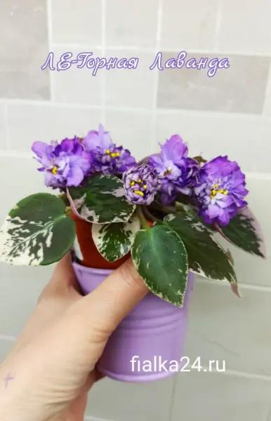 le-gornaya-lavanda-2-328985
