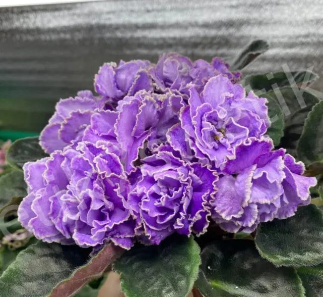 le-gornaya-lavanda-3-328985