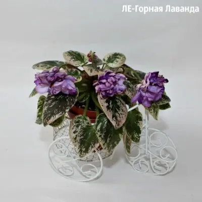 le-gornaya-lavanda-4-328985
