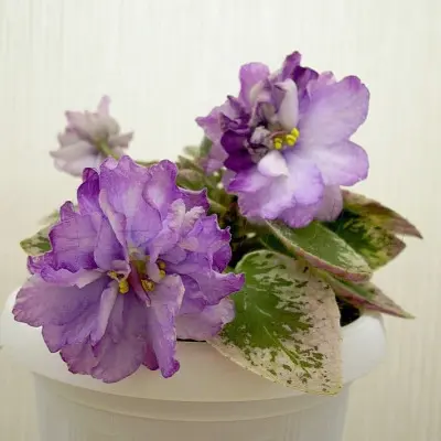 le-gornaya-lavanda-6-328985