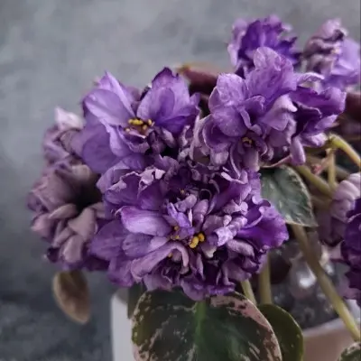 le-gornaya-lavanda-7-328985