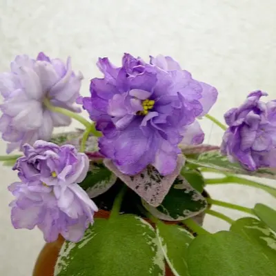 le-gornaya-lavanda-8-328985