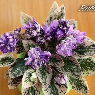 le-gornaya-lavanda-main-328985