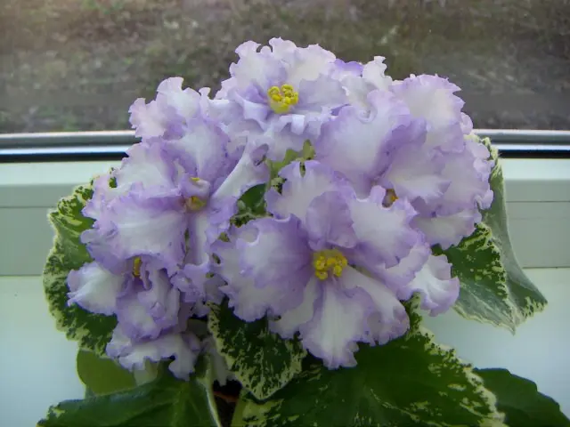 le-grezy-sultana-3