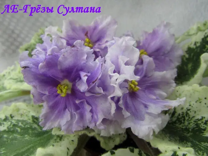 le-grezy-sultana-5