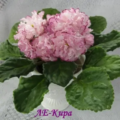 le-kira-5-328112