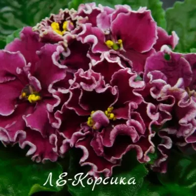 le-korsika-8-325675