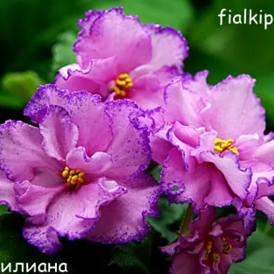 le-liliana-4-322920