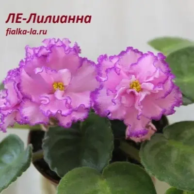 le-liliana-5-322920