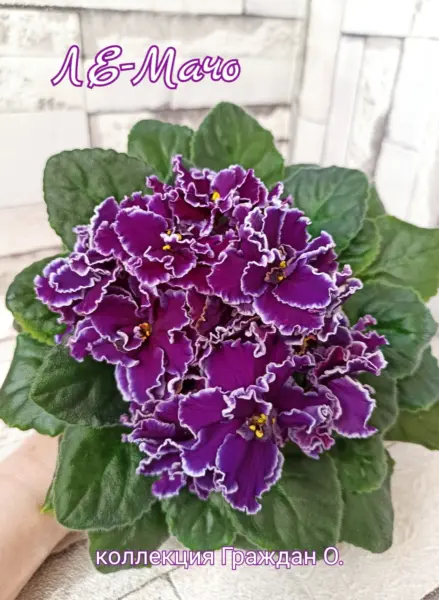 le-macho-5-328082