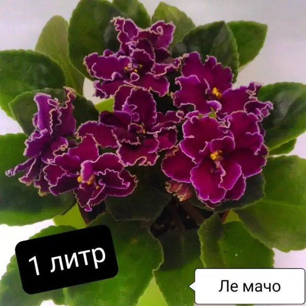 le-macho-6-328082