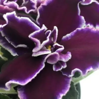 le-macho-7-328082