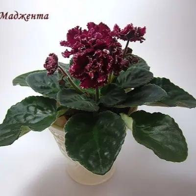 le-madzhenta-6-326057