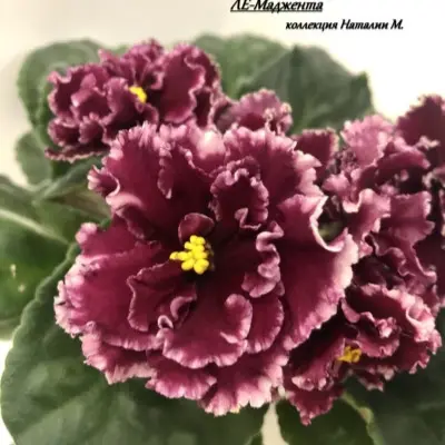 le-madzhenta-8-326057
