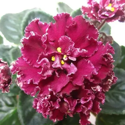 le-madzhenta-9-326057