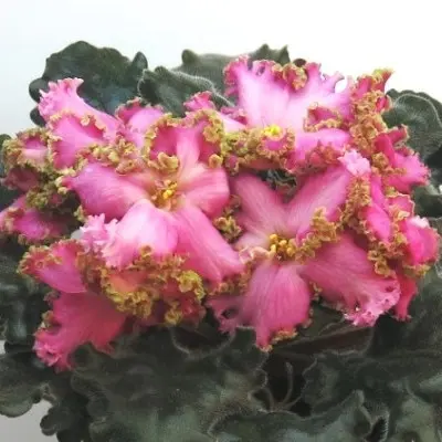 le-malvina-6-311327