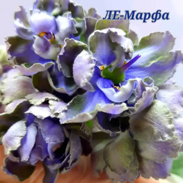 le-marfa-1-330360