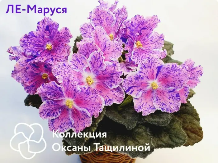 le-marusya-4-324236