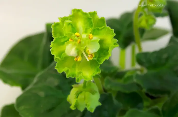 le-mohito-1-314057