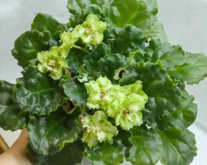 le-mohito-2-314057
