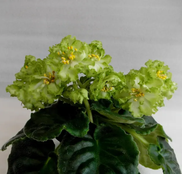le-mohito-4-314057