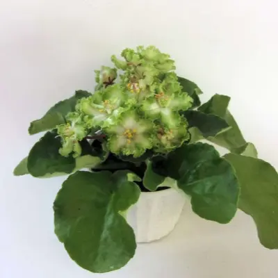 le-mohito-6-314057