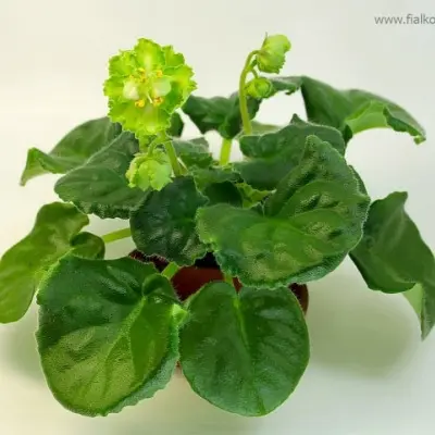 le-mohito-7-314057