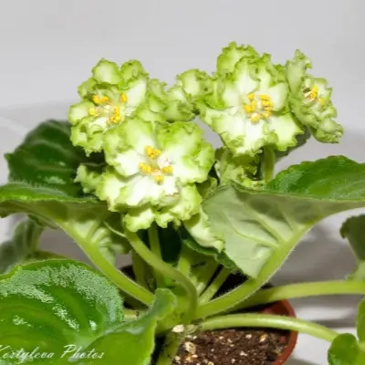 le-mohito-main-314057