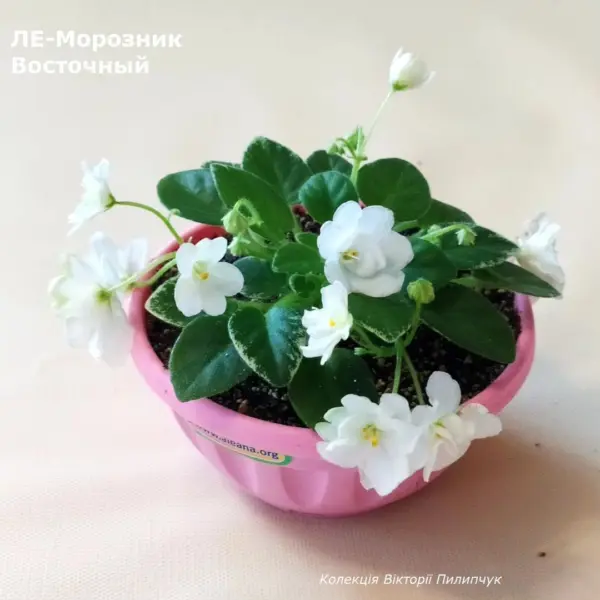 le-moroznik-vostochnyy-1-324578