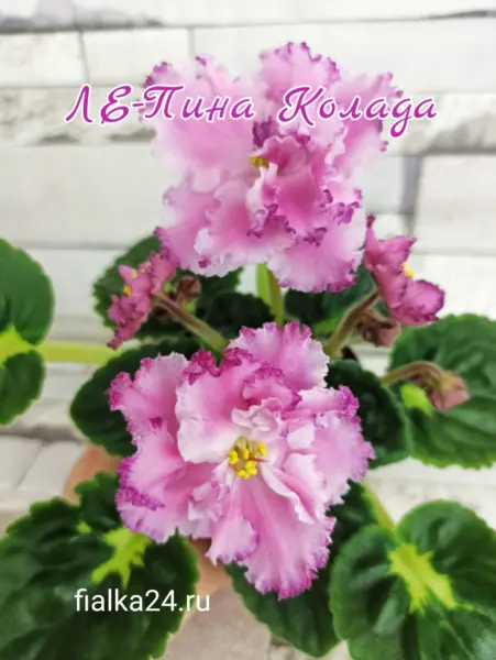 le-pina-kolada-3-330398