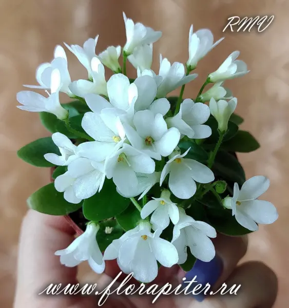 le-printsessa-leya-4-315524