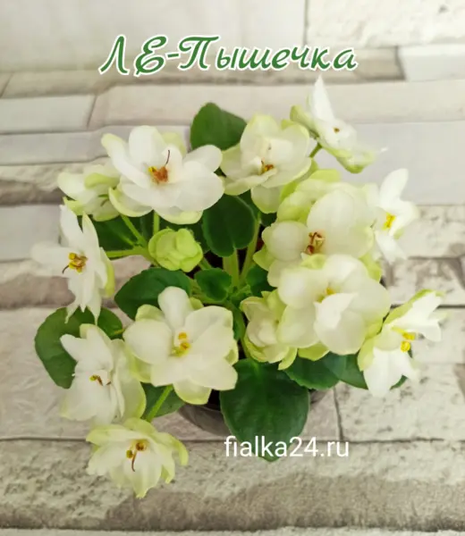 le-pyshechka-3-317959