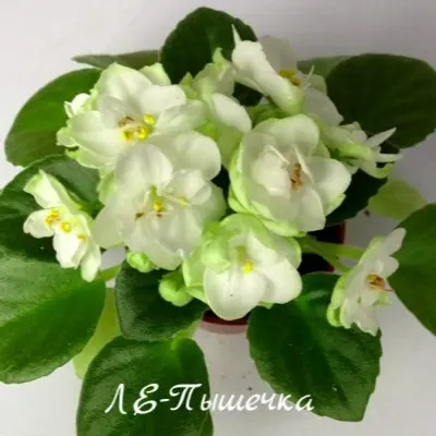 le-pyshechka-8-317959