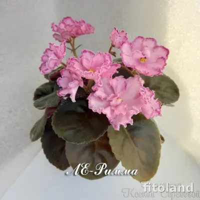 le-rimma-8-317863